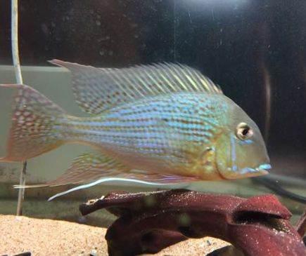 饲料鱼直接养鱼缸确实不太合适，吃多少放多少还是唯一宗旨