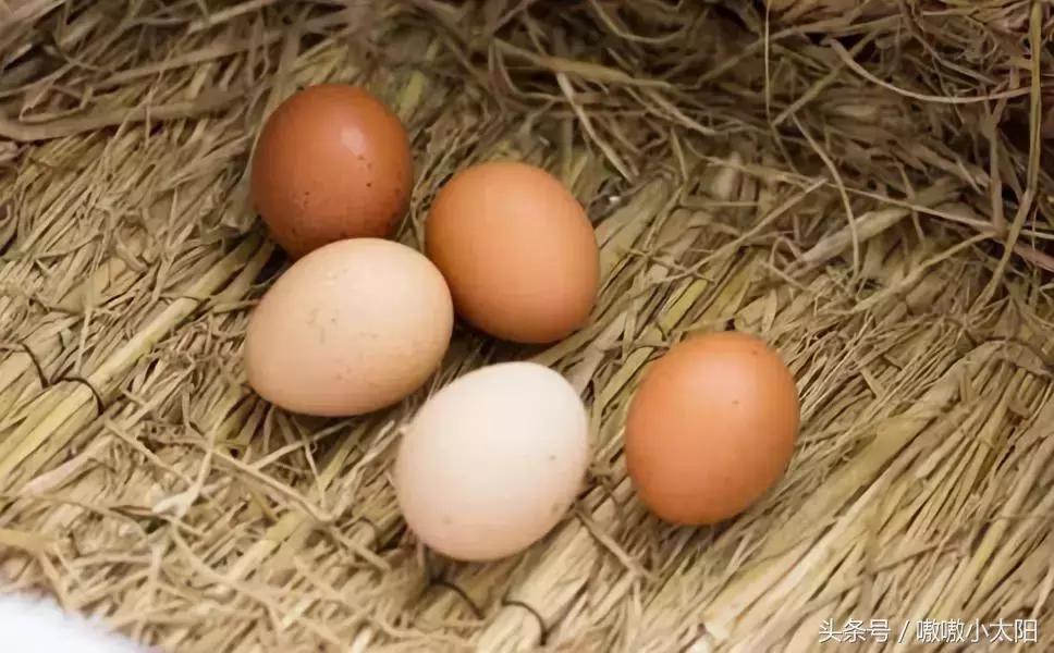 产蛋高峰期掉毛是什么原因,鸡蛋产蛋期常见的问题