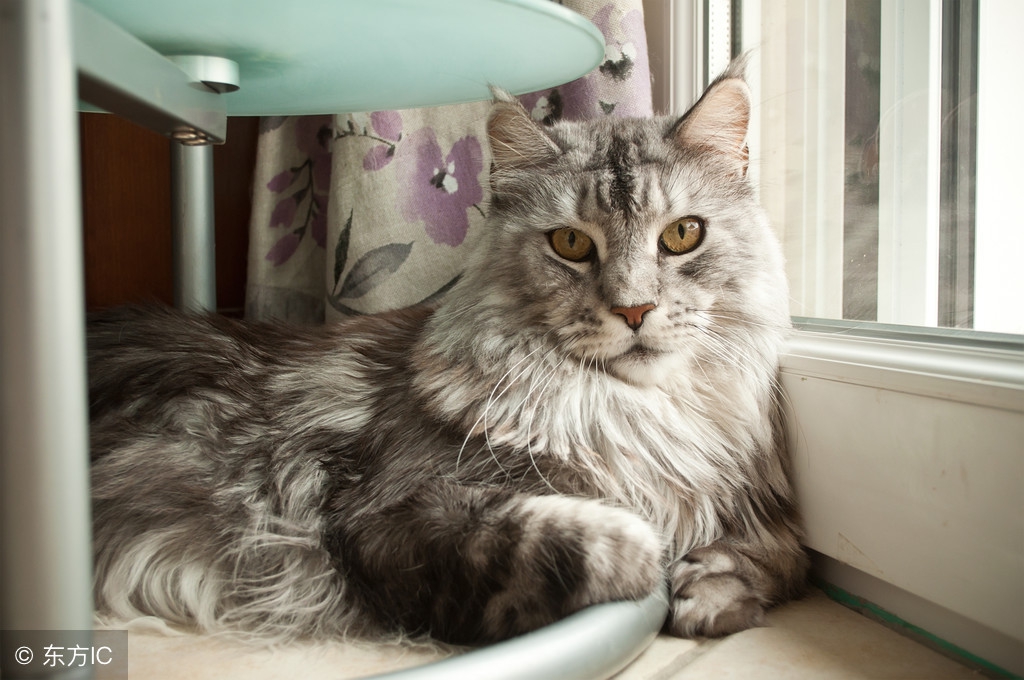 心宠故事：我曾用三分之一的工资，给猫咪瘦瘦看病