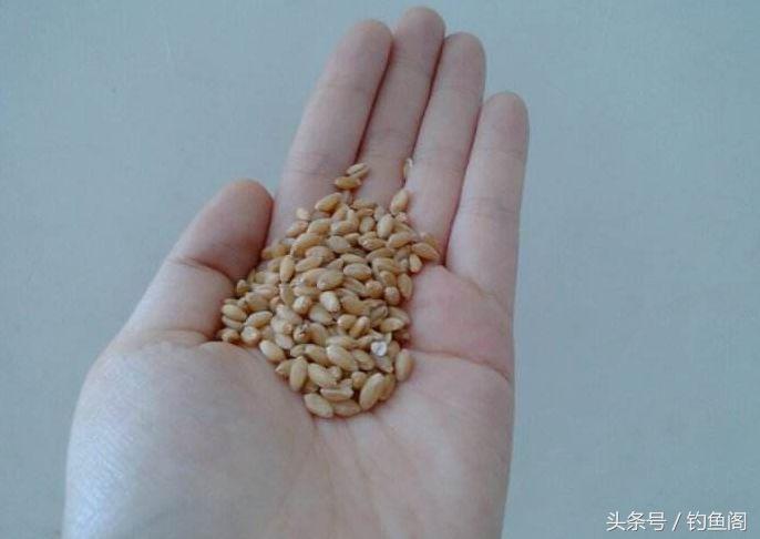 巧用麦子钓鱼，鲫鲤都来报道，做好这3个步骤天气再冷也不空军！