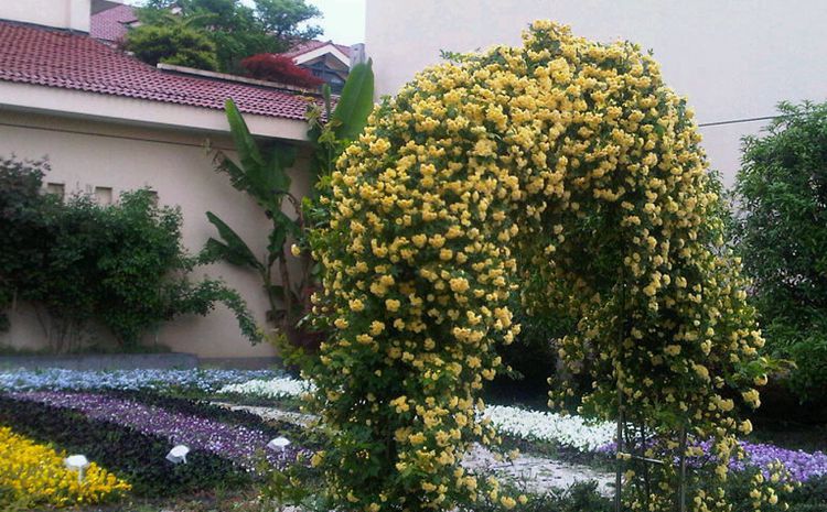 木香花又叫什么花,木香花的生长条件