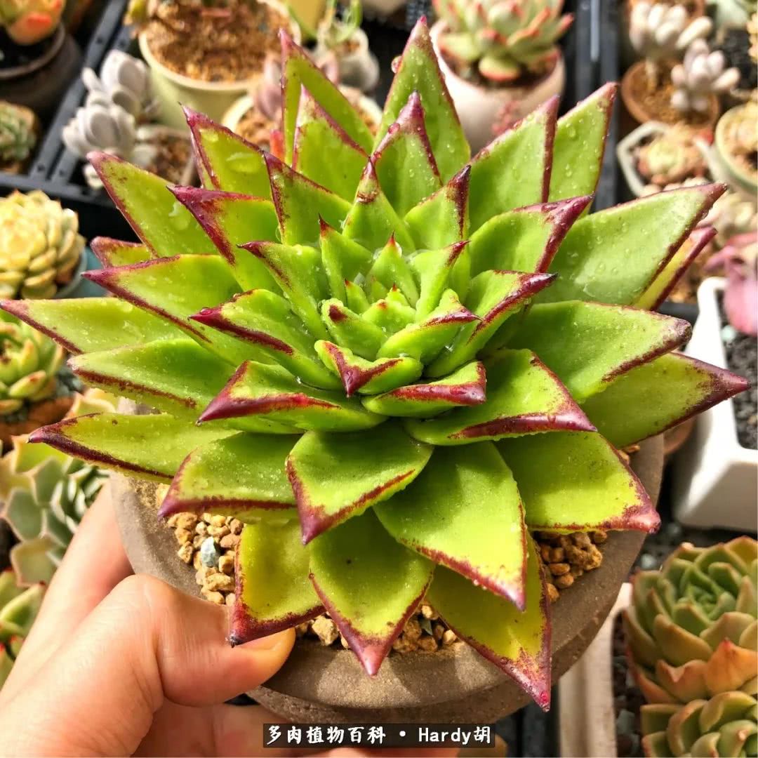 别人家的奶爸,别人家的多肉!一枚窗台*党**的多肉进阶之路!