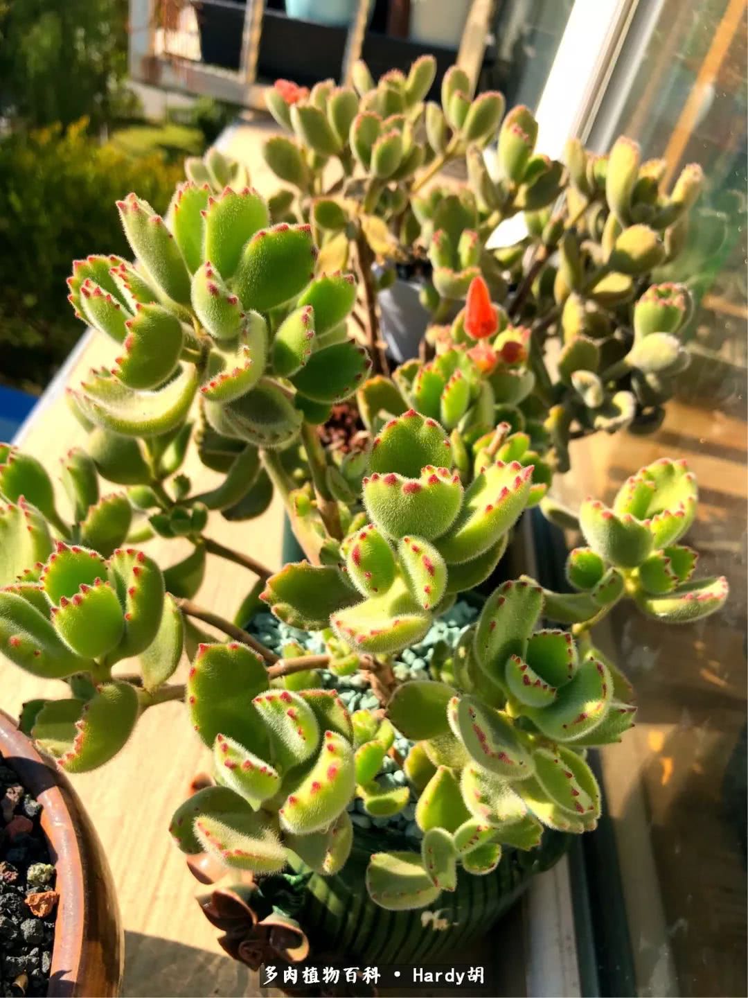 别人家的奶爸,别人家的多肉!一枚窗台*党**的多肉进阶之路!