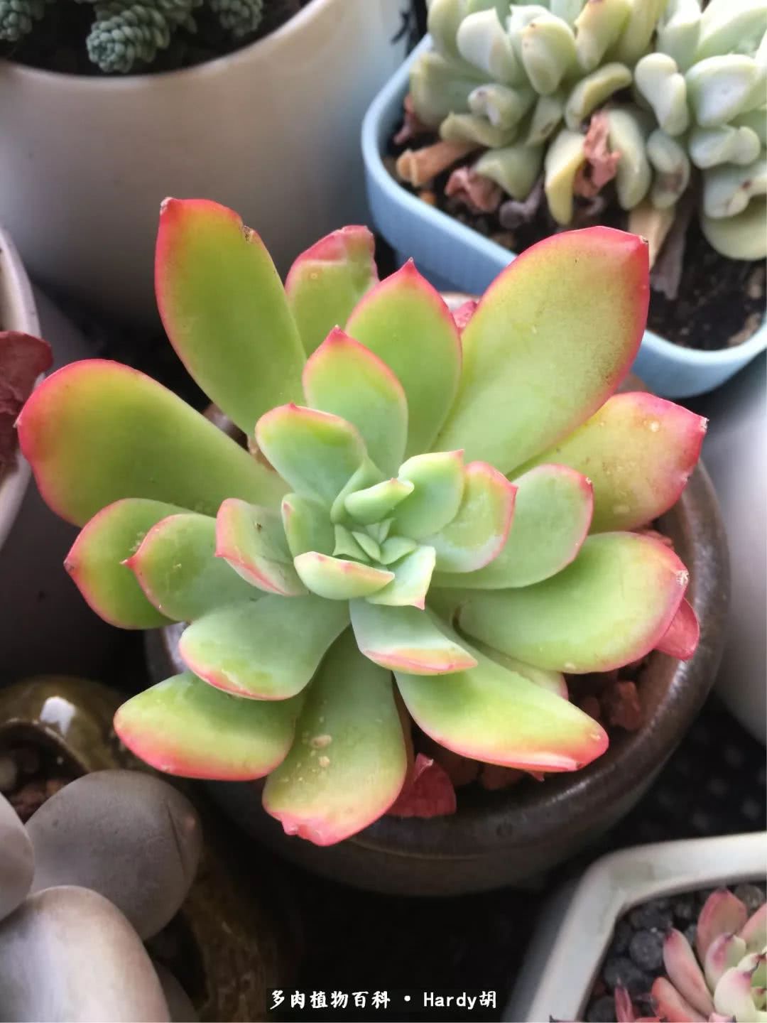 别人家的奶爸,别人家的多肉!一枚窗台*党**的多肉进阶之路!