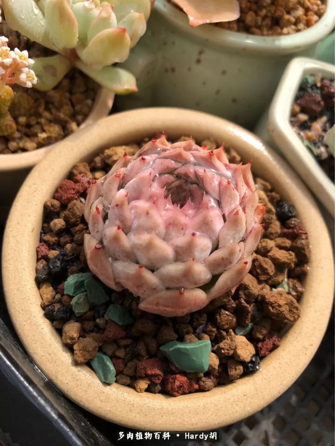 别人家的奶爸,别人家的多肉!一枚窗台*党**的多肉进阶之路!