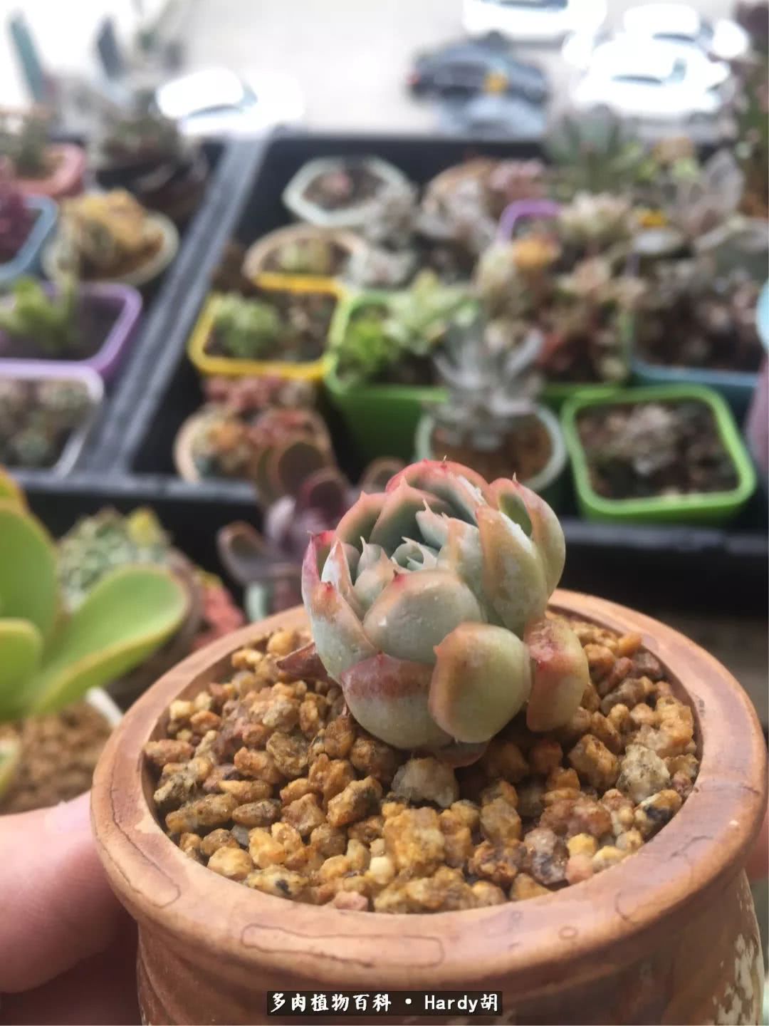 别人家的奶爸,别人家的多肉!一枚窗台*党**的多肉进阶之路!