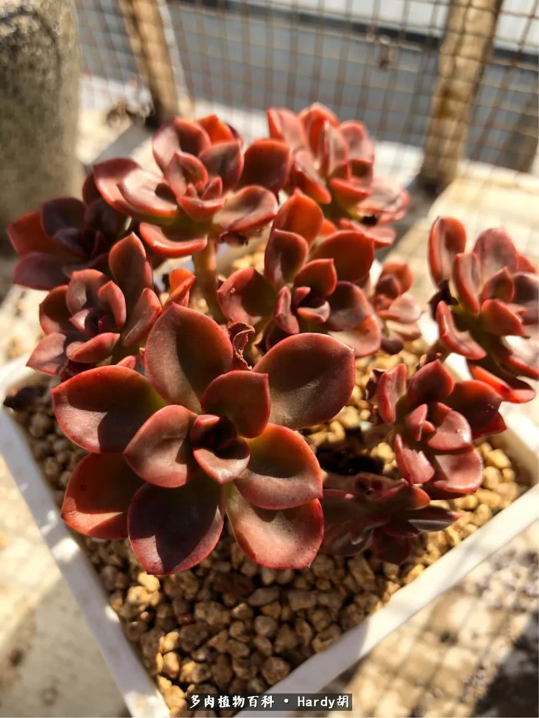 别人家的奶爸,别人家的多肉!一枚窗台*党**的多肉进阶之路!