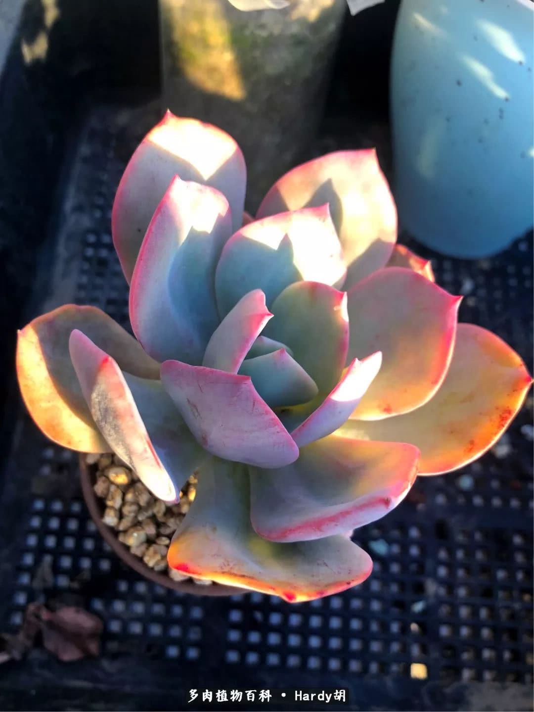 别人家的奶爸,别人家的多肉!一枚窗台*党**的多肉进阶之路!