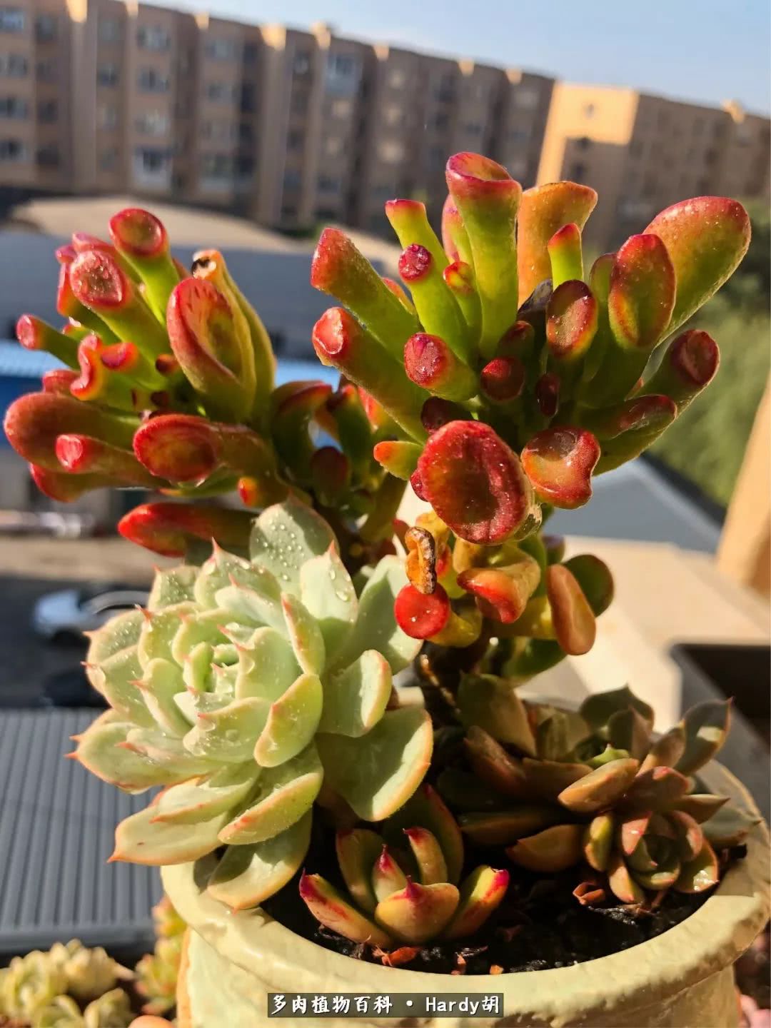 别人家的奶爸,别人家的多肉!一枚窗台*党**的多肉进阶之路!