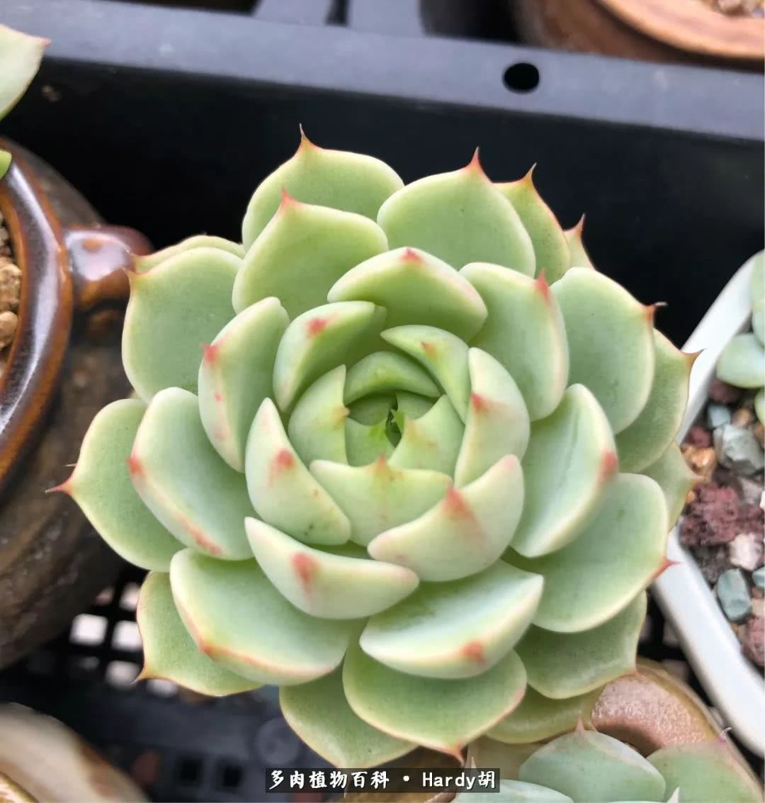 别人家的奶爸,别人家的多肉!一枚窗台*党**的多肉进阶之路!