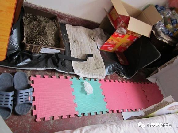 我与猫的小说,我与猫奴