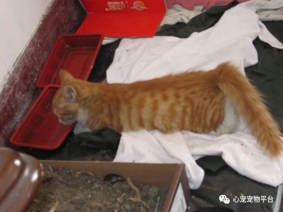 我与猫的小说,我与猫奴