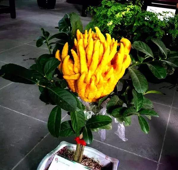 适合冬季观赏的植物,临近冬日常见的花卉植物