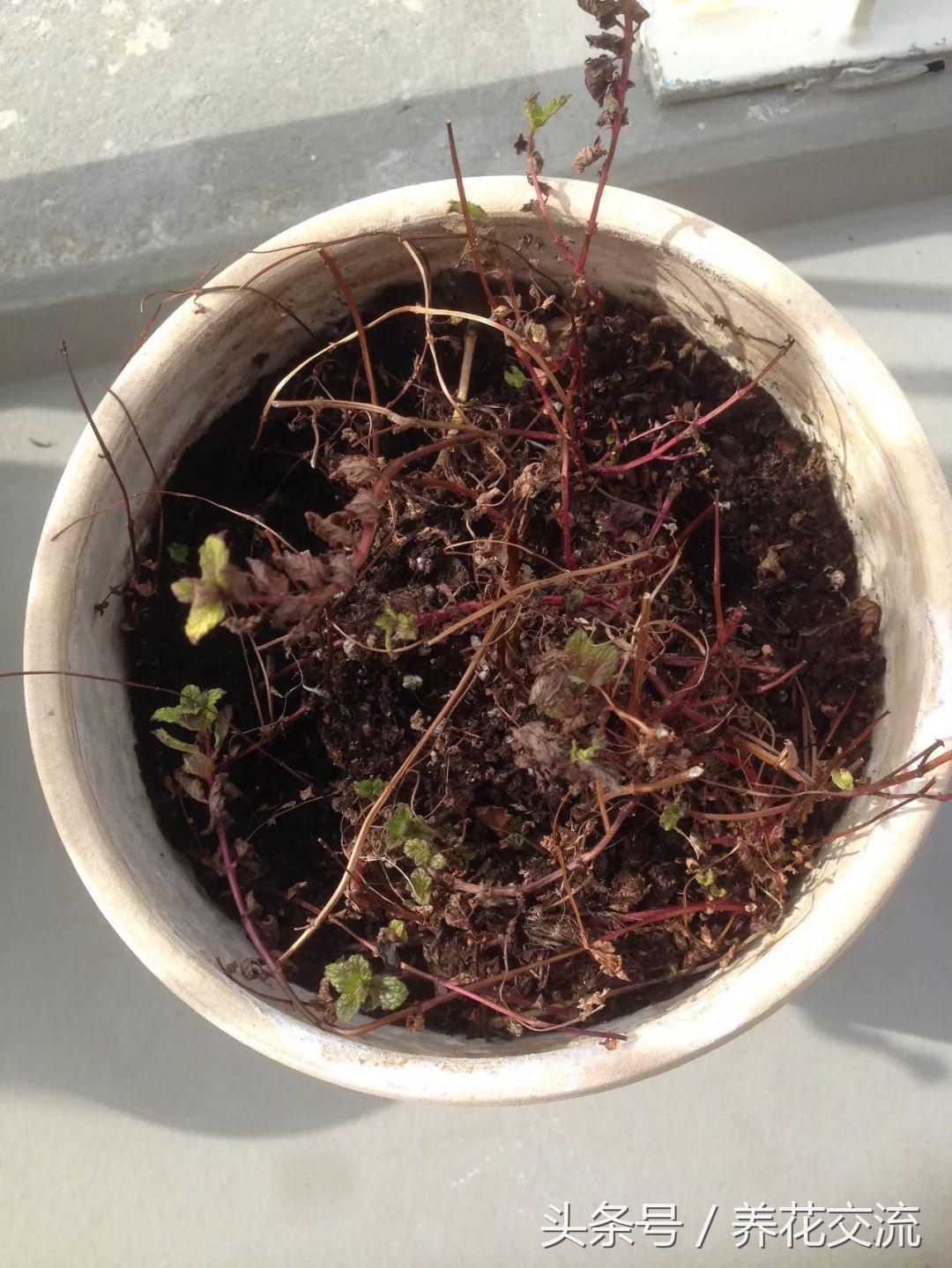 薄荷盆栽底部枯萎上面长势好,盆栽薄荷放什么好养活