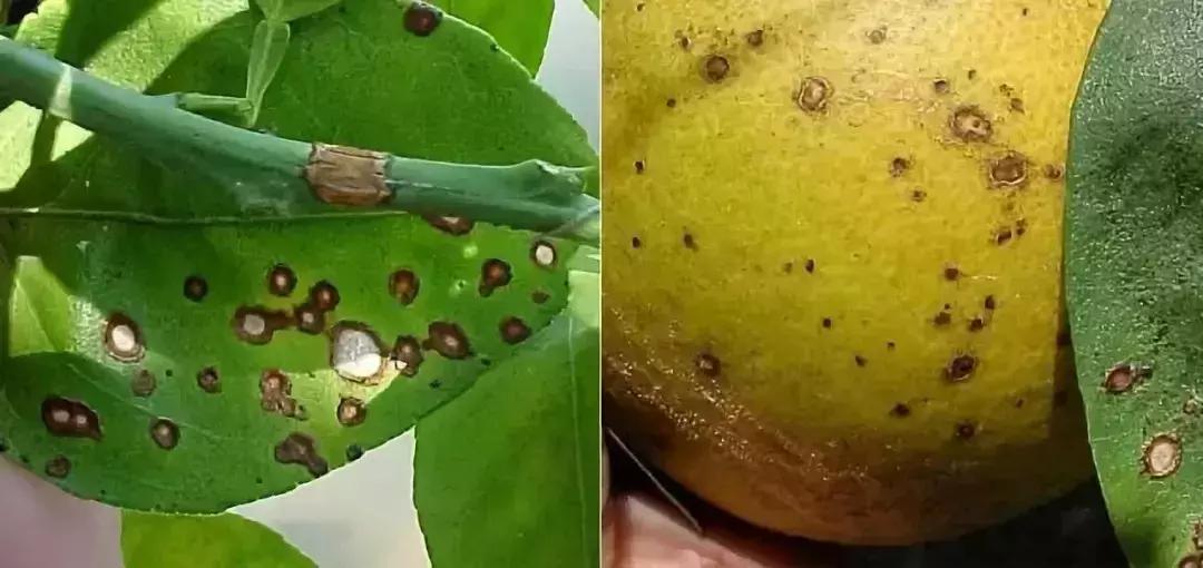 柑橘的病害图片大全及防治,柑橘的病害图谱及防治措施