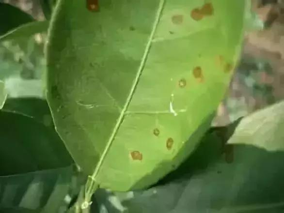 柑橘的病害图片大全及防治,柑橘的病害图谱及防治措施