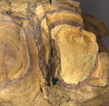 中药黍余粮,禹余粮的别名