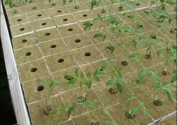 西红柿无土栽培的水肥浓度是多少,种植西红柿营养土怎么调配