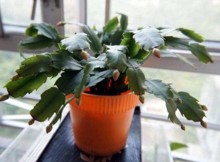 花盆里的土结块了怎么弄出来,盆里有硬块怎么处理