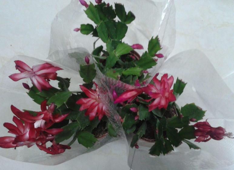 花盆里的土结块了怎么弄出来,盆里有硬块怎么处理