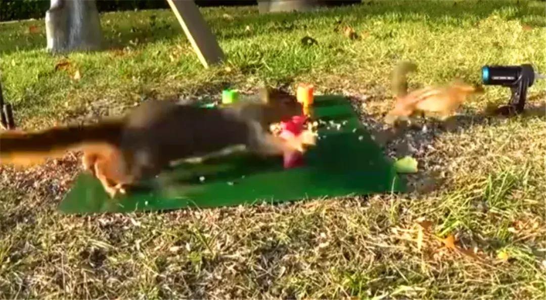 花栗鼠吃松鼠视频,花栗鼠吃虫子视频