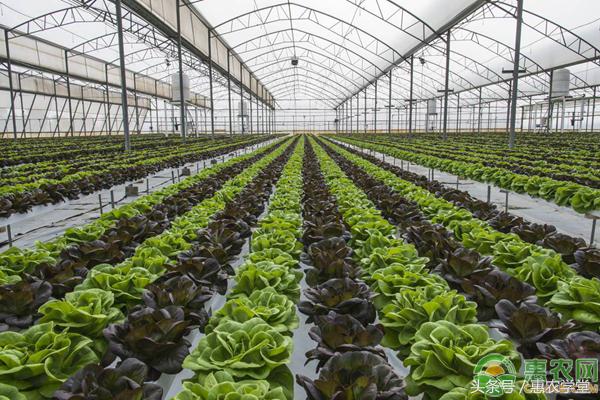 大棚湿度大如何除湿,夏天大棚不降温的病害