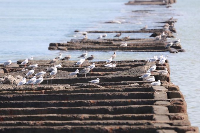 东营黄河入海口旅游攻略,东营河海交汇旅游攻略