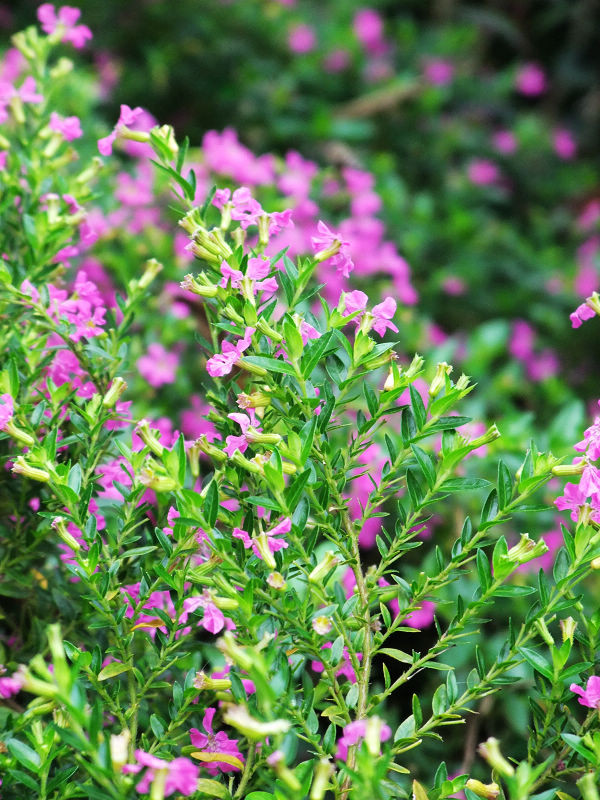 穷驴旅游,港囧游香港