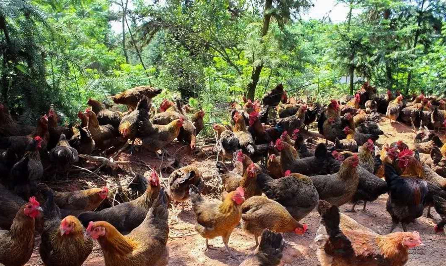 抚州跟丰城交界的地方,江西抚州相山在崇仁还是乐安