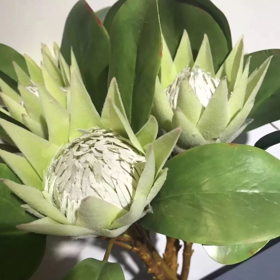 仿真花贵还是真花贵,仿真花贵还是鲜花贵