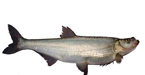 来来来钓友们快看看，文中的淡水鱼被你们钓出了几种？