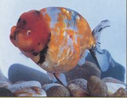 泰帽金鱼是什么品种,金鱼品种如何分类图解大全