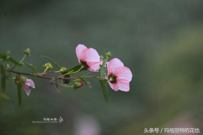 日系小清新高砂芙蓉,高砂芙蓉