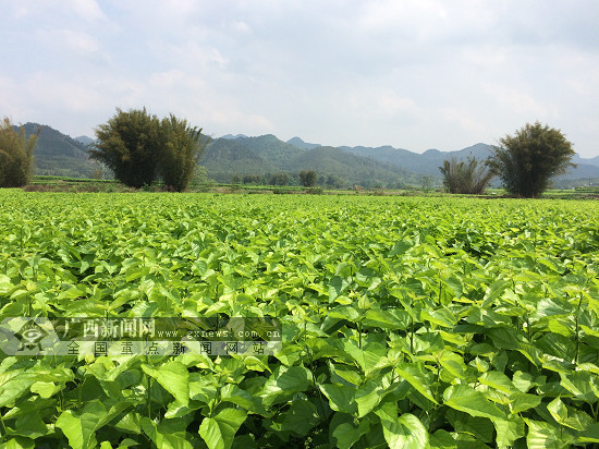 广西百色种桑养蚕补贴政策,广西环江县农业扶持力度