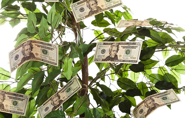 什么绿植招财寓意好,招财绿植风水讲究哪些