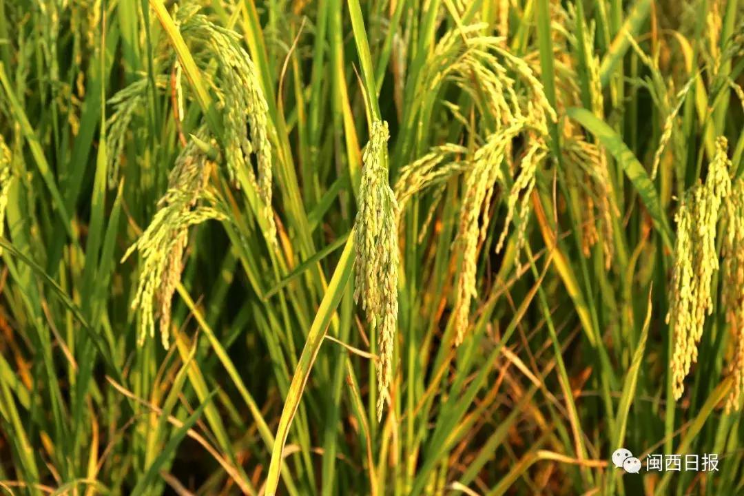 龙岩这个“生态粮仓”美翻了，还是中科院研究基地！