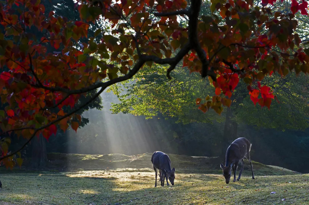 日本奈良小鹿饿到只吃草,聪明的日本奈良小鹿