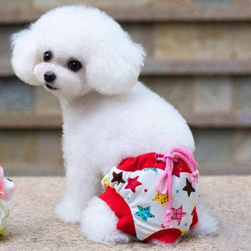 狗狗生理期应该注意什么,狗狗生理期怎样护理