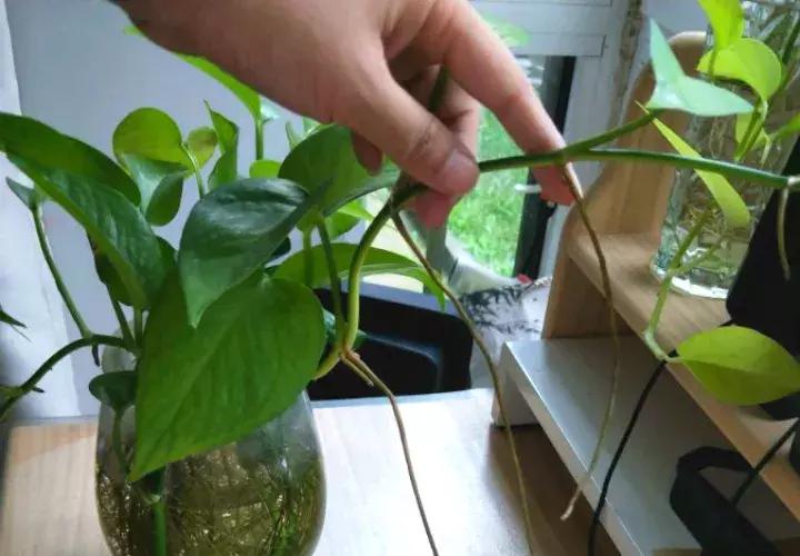 绿萝实用小技巧,绿萝经常放通风口能长得快吗