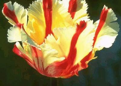 各国花图片,各国花大全