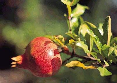 各国花图片,各国花大全