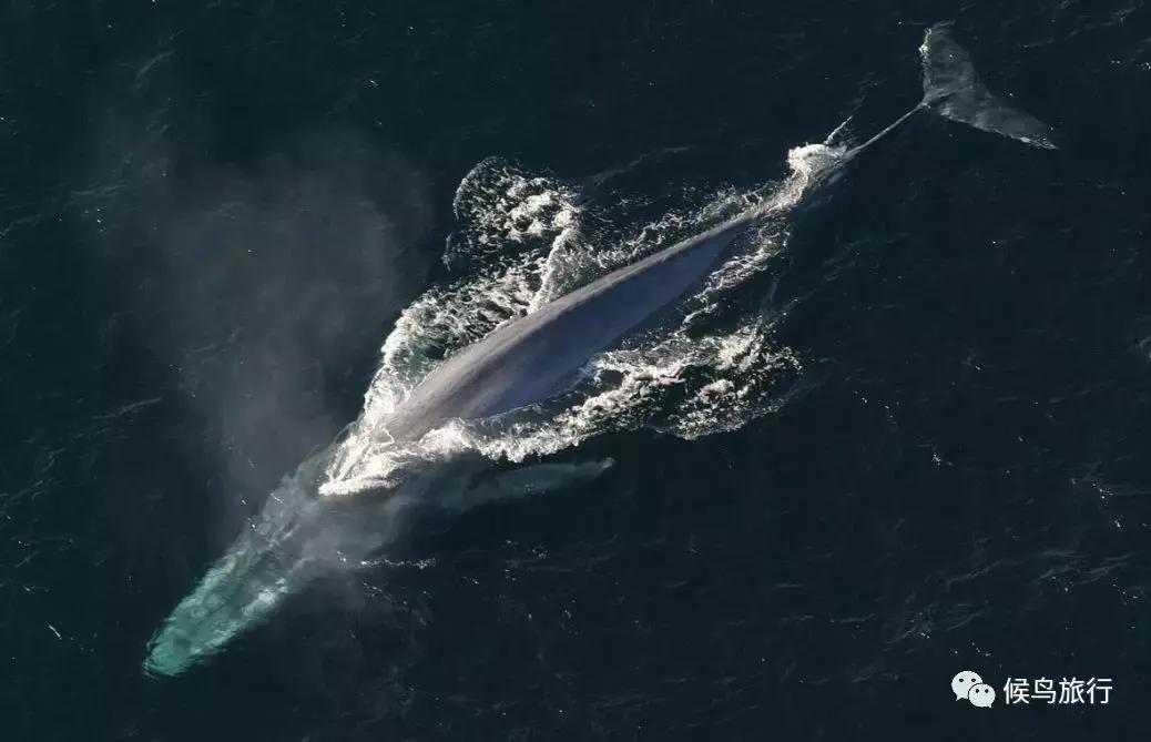 出海看到蓝鲸的感受是什么,当你下海看见一只虎鲸感觉是什么