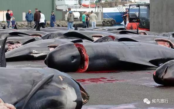 出海看到蓝鲸的感受是什么,当你下海看见一只虎鲸感觉是什么