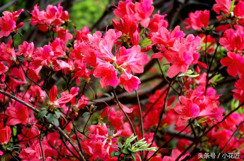 北方杜鹃花土壤配制方法,杜鹃花好养活吗北方