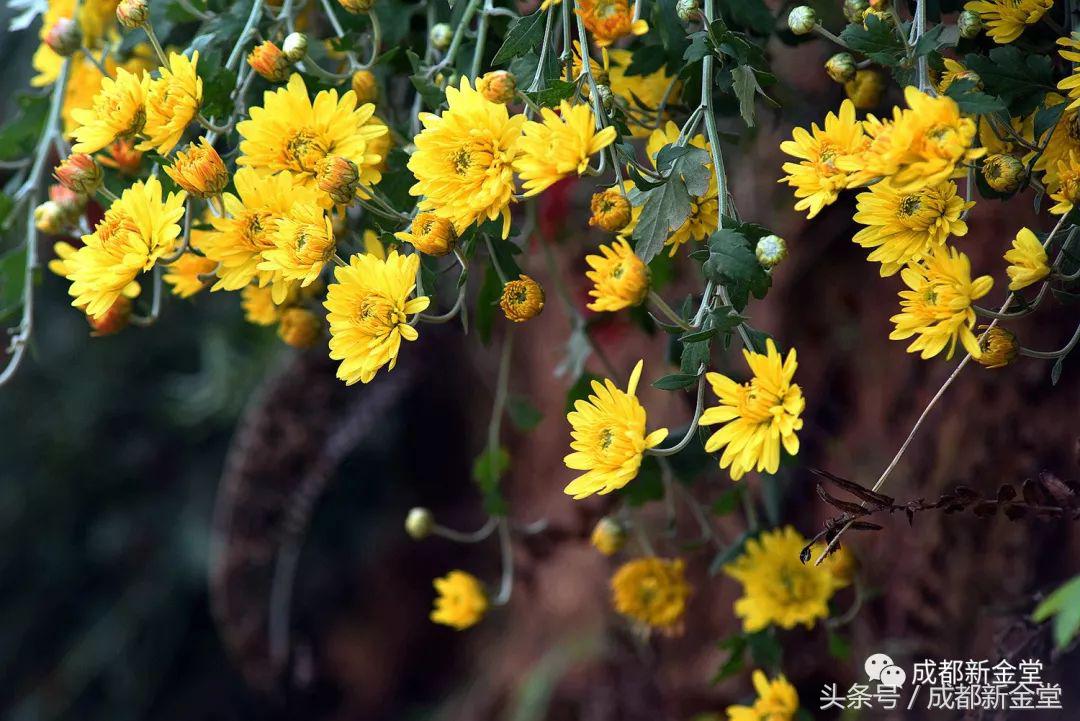 金堂秋色,秋天金堂十大必去景点