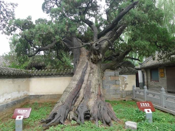 中国十大千年古树，你知道是什么吗？