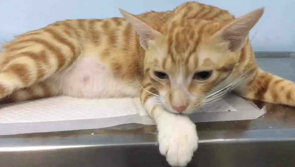 橘猫为什么容易养胖,橘猫如何不养胖