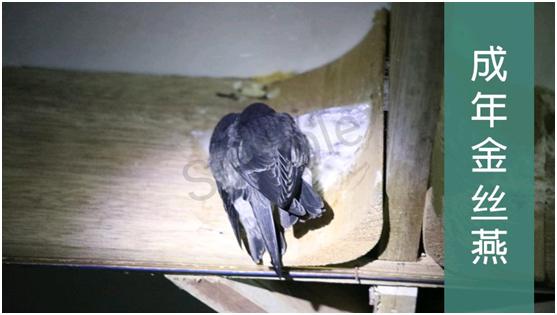 燕窝没有你想象中那样高不可攀,燕窝从古至今都备受欢迎的原因