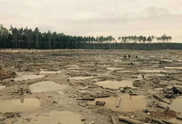 辨别琥珀真假的经验分享,市面上的琥珀都是真的吗