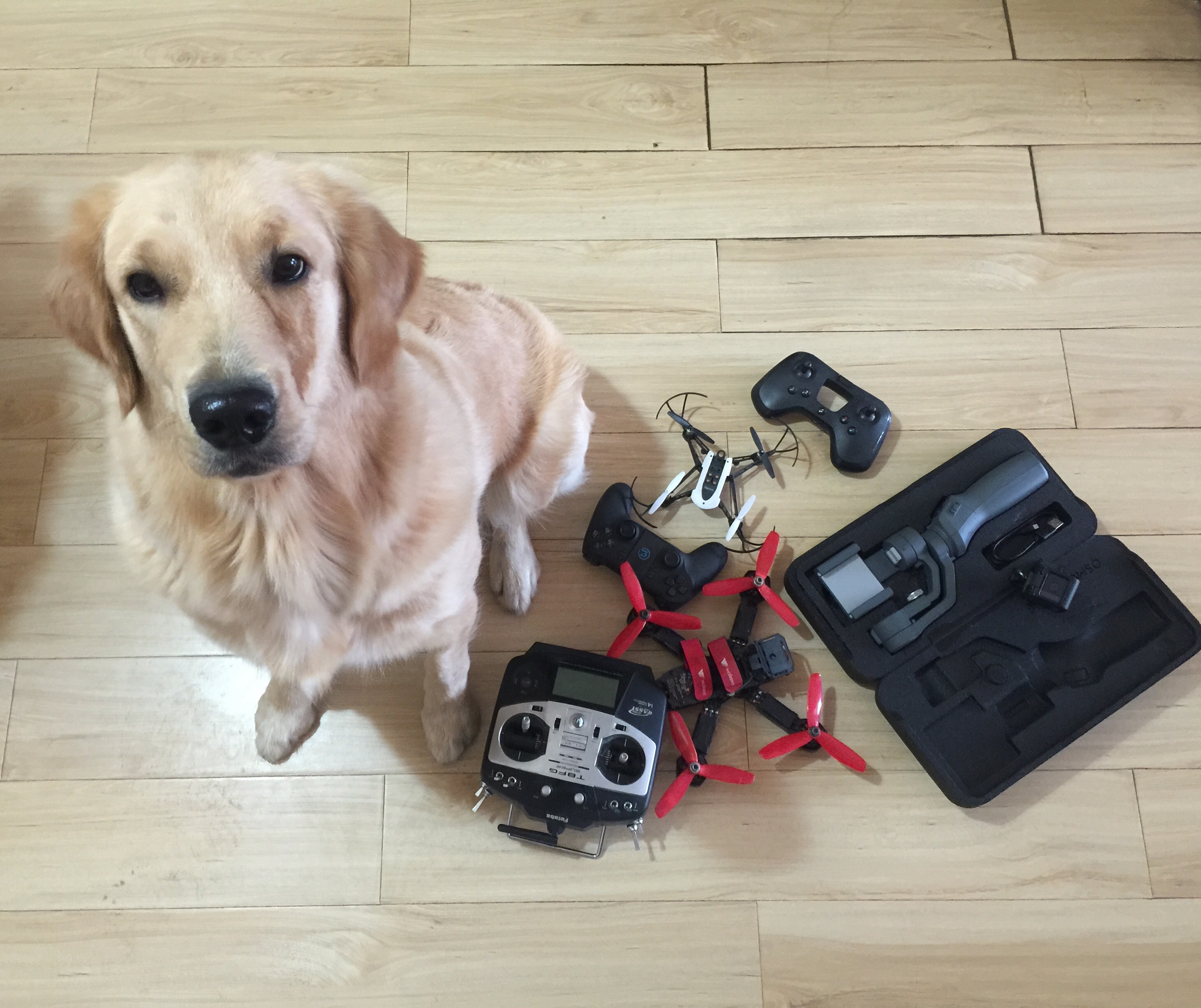 狗子摔了一跤会有问题吗,宠物狗摔了一下